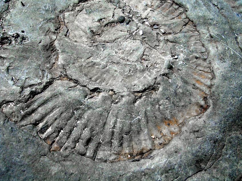 Ammonite fossil from the Jurassic period