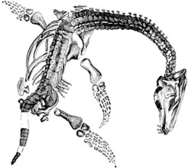 Plesiosaur fossil found by Mary Anning