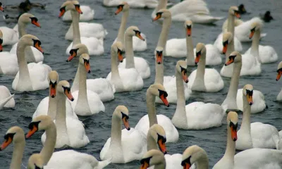 Abbotsbury Swannery