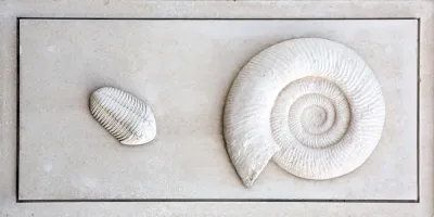 ammonite trilobite